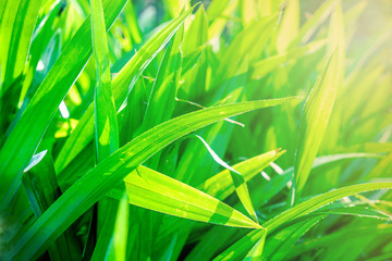 The background leaves the sun