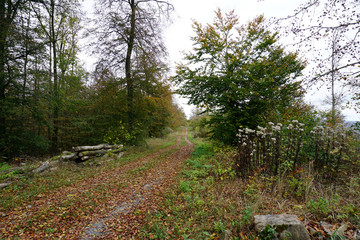 Wanderweg im Selter im Leinebergland im Herbst