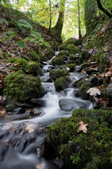 A small stream picks up speed after heavy rainfall