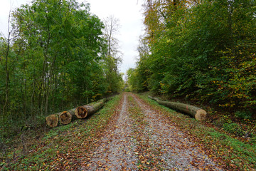 Ein Wanderweg oder Forstwirtschaft Weg im Selter - Teil des Leineberglandes