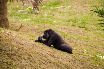 Primate tumbado en la hierba verde en el parque de Cabarceno (Espa&ntilde;a)