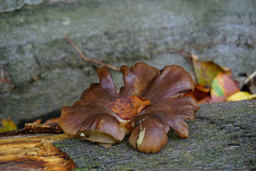 Ein brauner Pilz auf einem Baumstamm - A brown mushroom on a tree trunk
