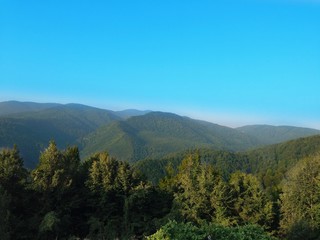 Pine Tree Forests in Turkey in summer