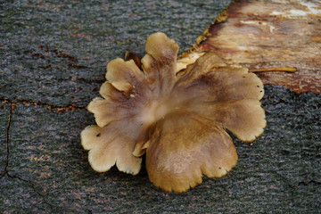 Pilz mit bräunlicher Kappe wächst auf einem Baumstamm