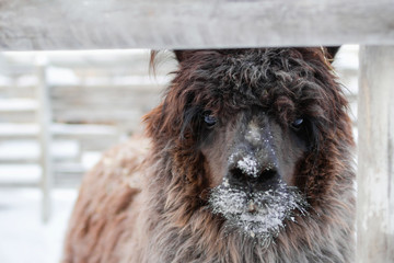 Portrait of brown curly lama on a farm at wintertime.