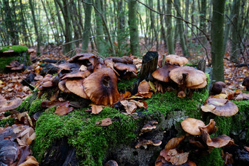 Baumstamm mit vielen verschiedenen Pilzen im Wald -Tree trunk with many different mushrooms in the forest