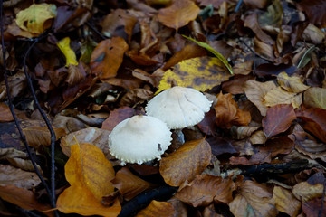 zwei weiße Schirmlinge im Wald 