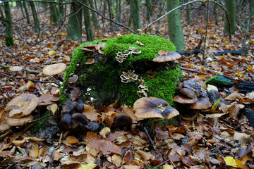 Obraz premium a vermooster tree trunk with many mushrooms in the autumn forestEine vermooster Baumstamm mit ganz vielen Pilzen im herbstlich Wald - 