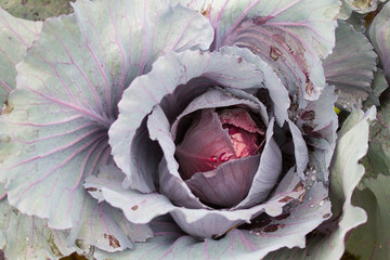 Closeup of red cabbage leaves