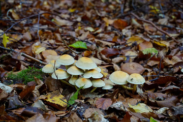 Pilzansammlung mit gelblich beiger Kappe im Wald im Herbst