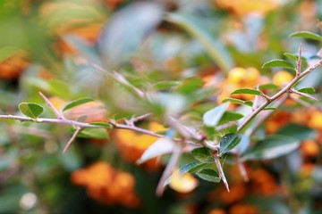 Thorns