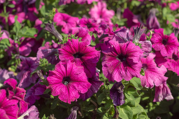 Fototapeta premium colorful petunia in park, soft focus