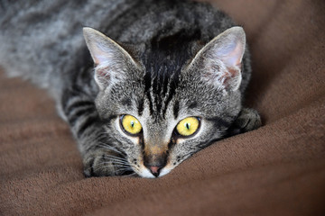 European Shorthair cat relaxing time