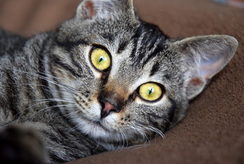 European Shorthair cat relaxing time