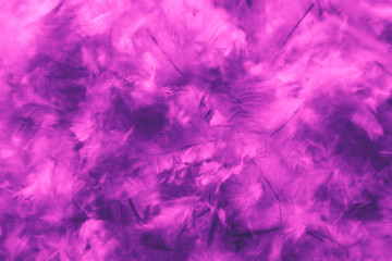 Fototapeta na wymiar Beautiful abstract blue and purple feathers on darkness background and colorful soft white pink feather texture pattern