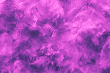 Fototapeta premium Beautiful abstract blue and purple feathers on darkness background and colorful soft white pink feather texture pattern