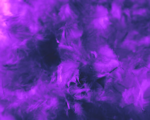 Beautiful abstract blue and purple feathers on darkness background and colorful soft white pink feather texture pattern