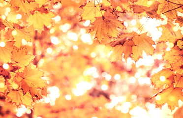 Autumn orange leaves over blurred sky, autumn nature background with bokeh