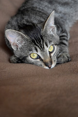 Naklejka na ściany i meble European Shorthair cat relaxing time