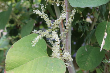 Unusually shaped seeds adorn the autumn tree