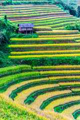 Landscape view of rice fields in Mu Cang Chai District, VIetnam