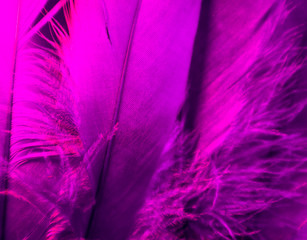 Beautiful abstract blue and purple feathers on darkness background and colorful soft white pink feather texture pattern