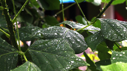 raindrops on green leaves