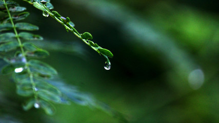 water drops on the grass