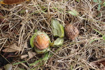  Ripe walnuts fell on the grass from a tree