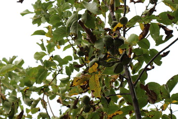 Ripe walnuts hang on a tree.  Nuts are very tasty and healthy.