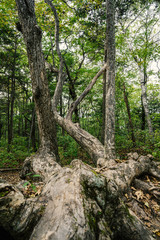 Fototapeta na wymiar Driftwood in summer forest. Selective focus.