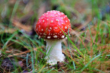 Cogumelo Vermelho