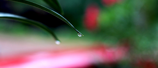 Rain water drop in leaf tip | Leaf Closeup shot