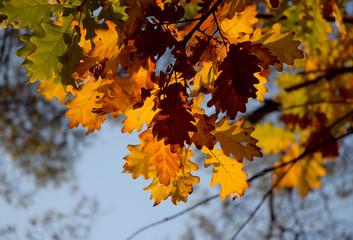 Fototapeta na wymiar autumn leaves in the sun autumn time