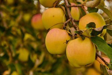 Yellow Apples