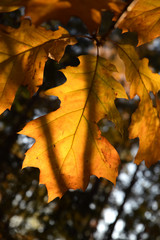 Naklejka na ściany i meble autumn leaves in the sun autumn time