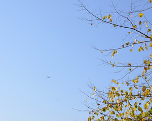 Autumn day. A plane flies high in the blue sky.