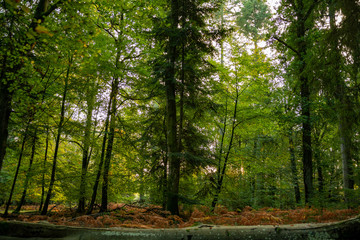 Obraz premium Photography of trees in new forest national park during early autumn season