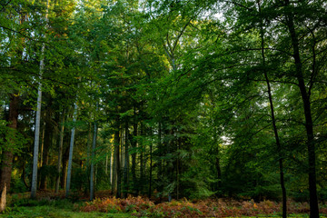 Fototapeta na wymiar Photography of trees in new forest national park during early autumn season
