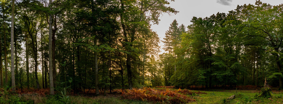 Panoramic photography of trees in new forest national park during early autumn season with sun shining from behind the trees