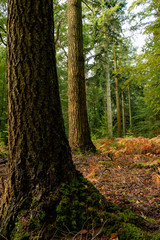 Photography of a row of trees in new forest national park during early autumn season