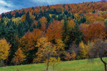 Golden Polish Autumn landscape with trees and blue sky