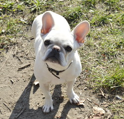 In the photo a funny dog ​​is a French bulldog of white color.