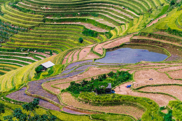 Landscape view of rice fields in Mu Cang Chai District, VIetnam