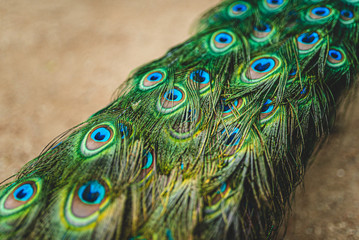 peacock feathers close up 
