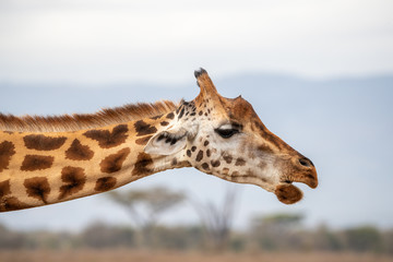  Rothchild giraffe side view in Lake Nakuru National Park