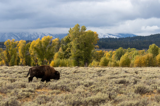 Teton Bufflo