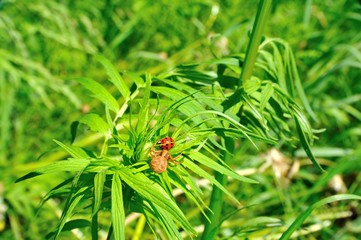fight against nature of spider insects against ladybird for survival on the flower