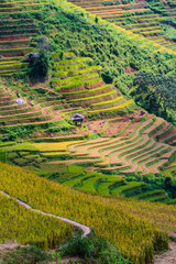 Fototapeta na wymiar Landscape view of rice fields in Mu Cang Chai District, VIetnam