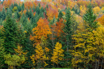 Forest in the autumn season